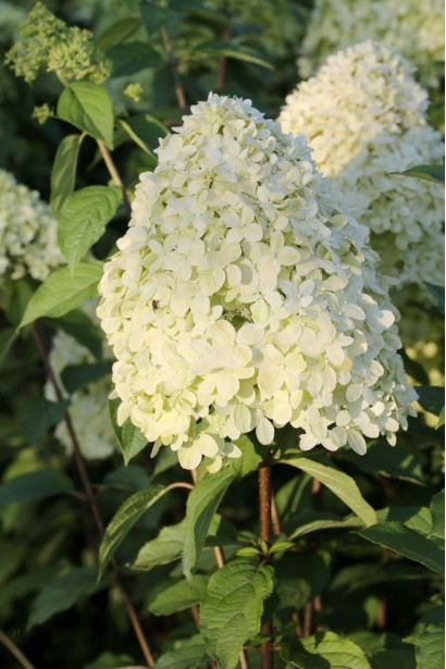 Гортензія Лаймлайт